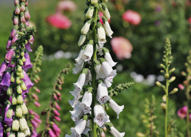 Foxglove Growing Secrets: From Seed to Stunning Blooms