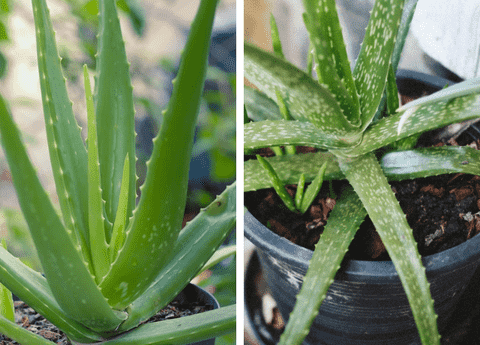 Aloe vera