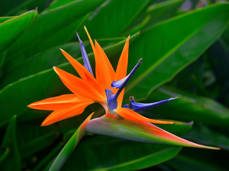 Bird of Paradise