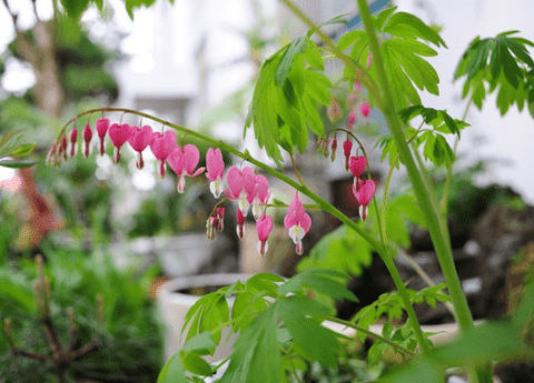 Bleeding Heart