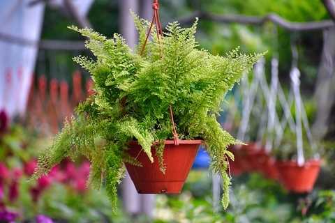 Boston Fern