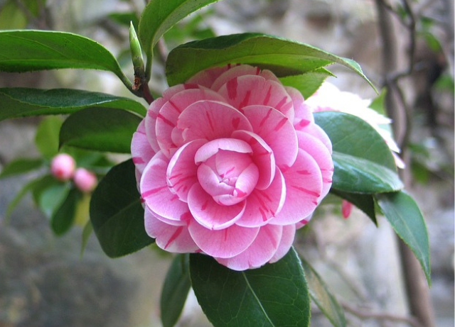 Grow_Care_ Camellia