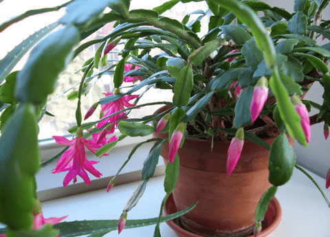 Christmas Cactus