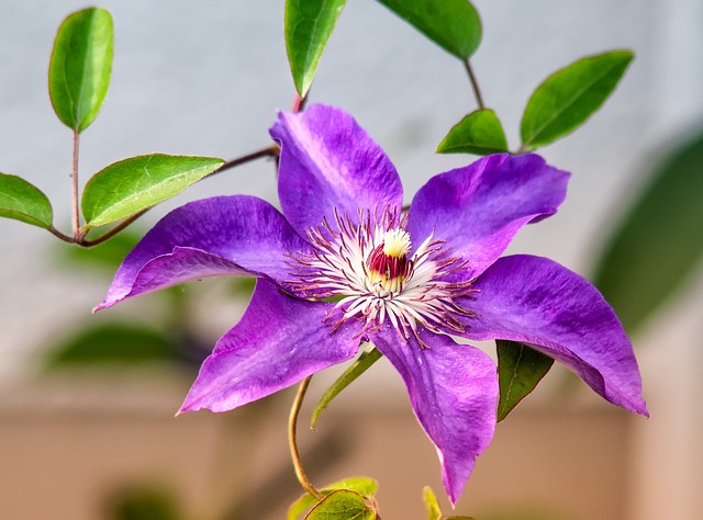 Clematis Clematis spp