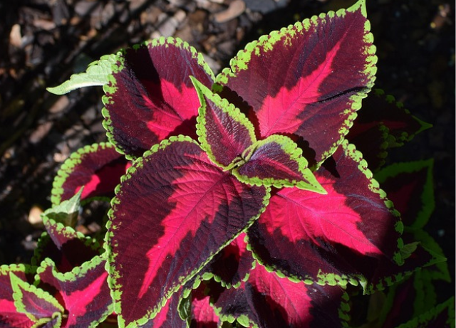 Coleus-Plants