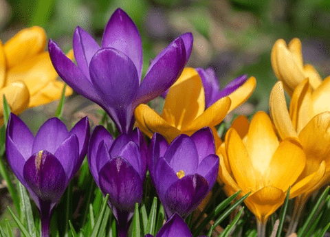 Crocus bulbs