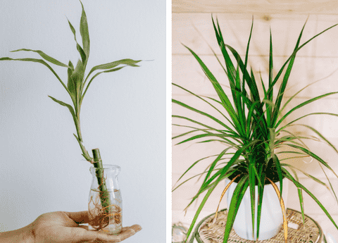 Dracaena