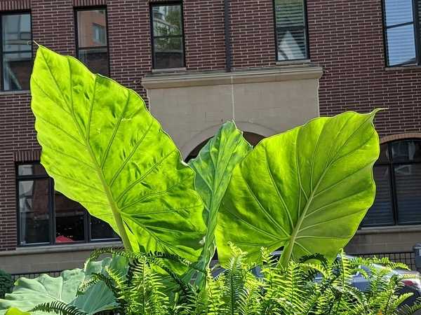 Elephant Ear Plants