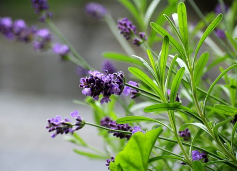 English Lavender