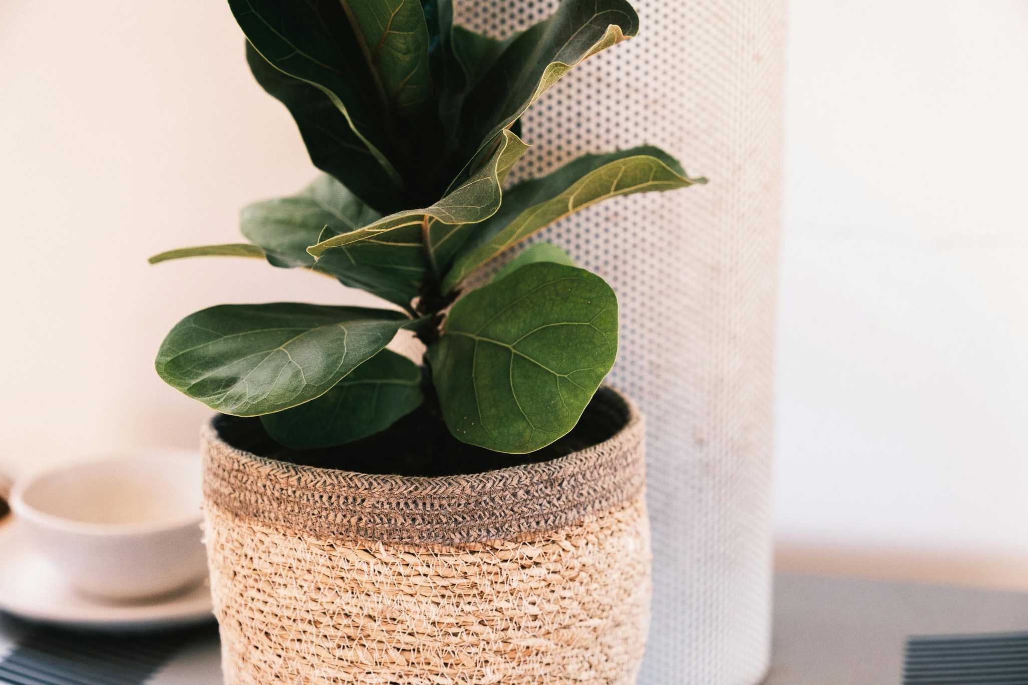 Fiddle Leaf Fig