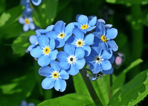 Forget-Me-Not