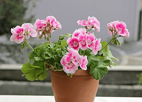 Geraniums