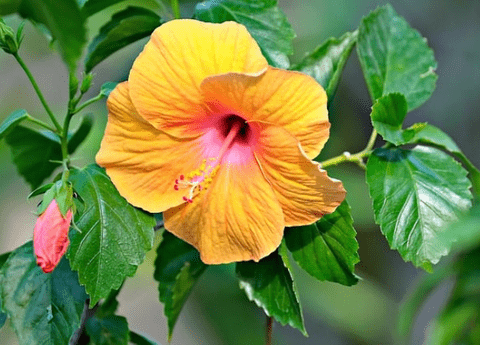 Hibiscus