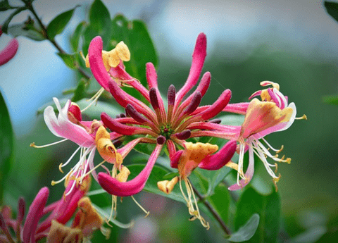 Honeysuckle