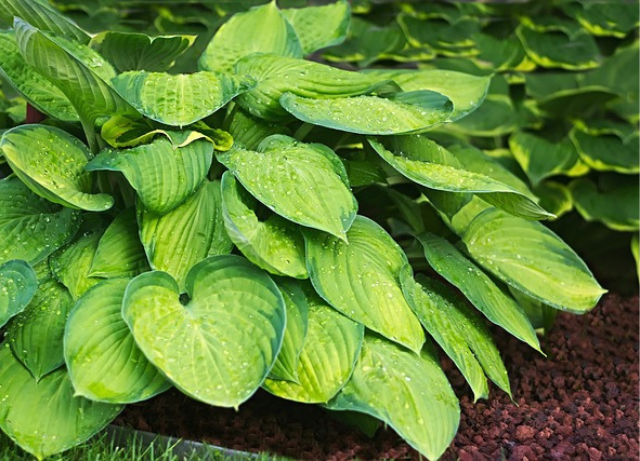 Hostas