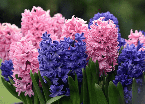 Hyacinth