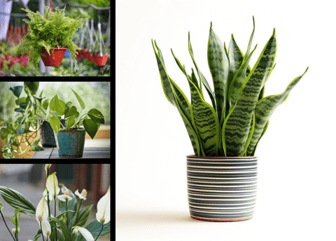 10 Best Indoor Plants for Air Purification