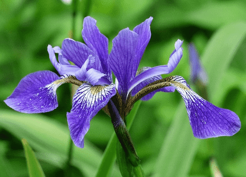 Irises