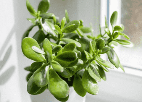 Jade Plant