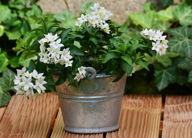 Jasmine plants