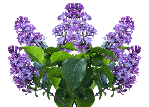 Lilacs