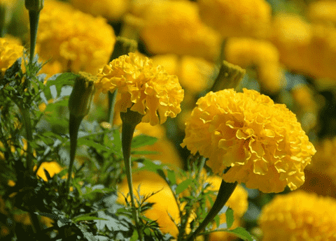 Marigolds