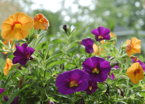 Morning glories