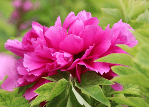 Peonies