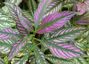 Persian Shield