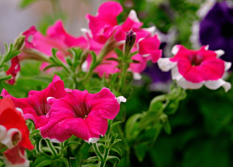 Petunias