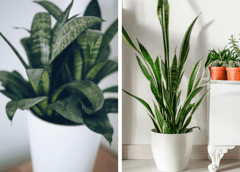 Snake Plant