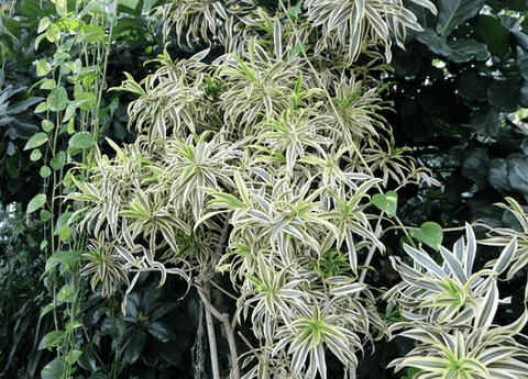 Spider Plants