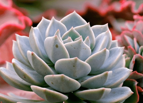 Succulents