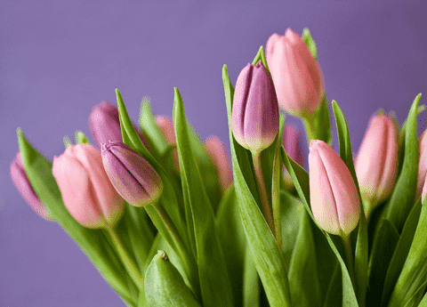 Tulips