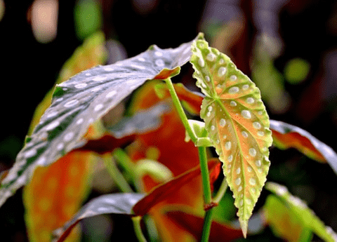 begonias