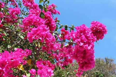 Bougainvillea