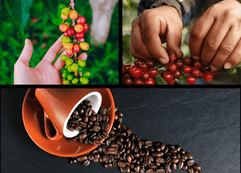 Homegrown Coffee: How to Cultivate and Care for Coffee Plants in Your Garden