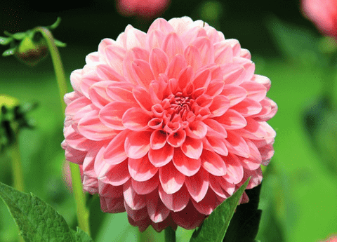 dahlia