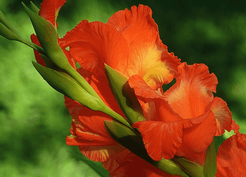 gladiolus