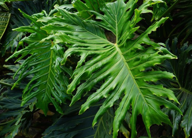 monstera plants