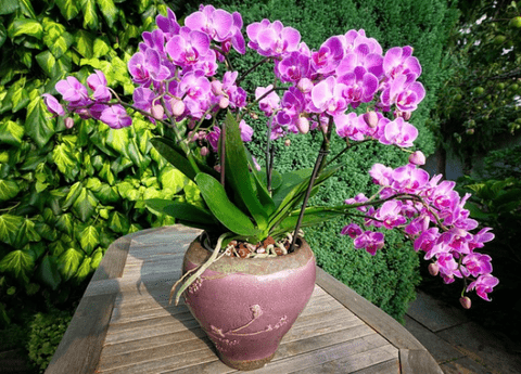 Orchids Care: A Comprehensive Guide to Growing and Nurturing Stunning Orchids