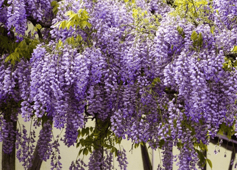 wisteria