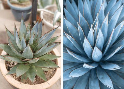 How to Grow Agave