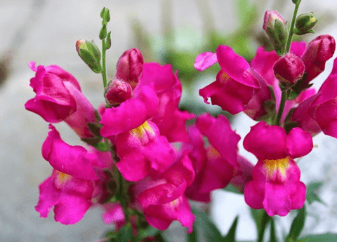 The Ultimate Guide to Antirrhinum Majus Care Tips for Thriving Snapdragons