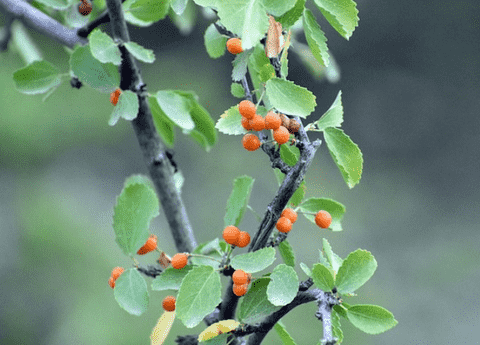 Hackberry tree