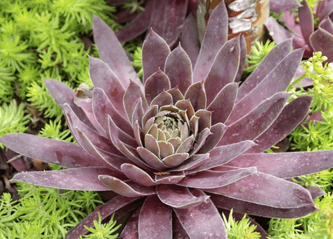 Hens-and-Chicks