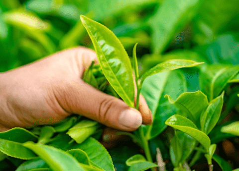 Leaves are the lifeline of plants, taking on a pivotal role in their growth and survival by performing essential functions.