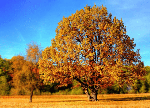 Liquidambar styraciflua