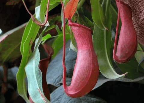 Nepenthes