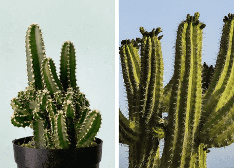 The Ultimate Saguaro Growing Guide Tips for Garden Enthusiasts